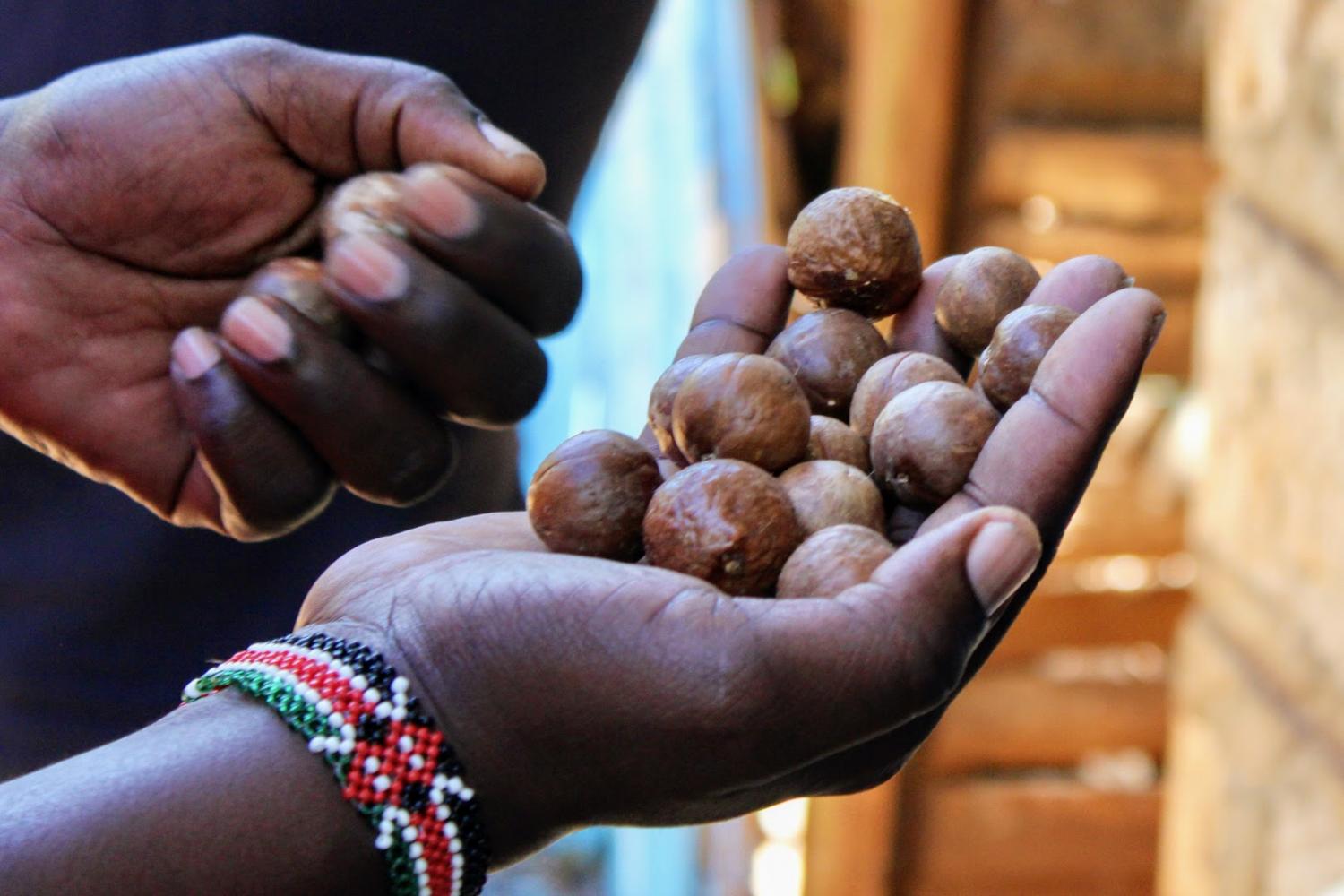 Kenya macadamia farmers